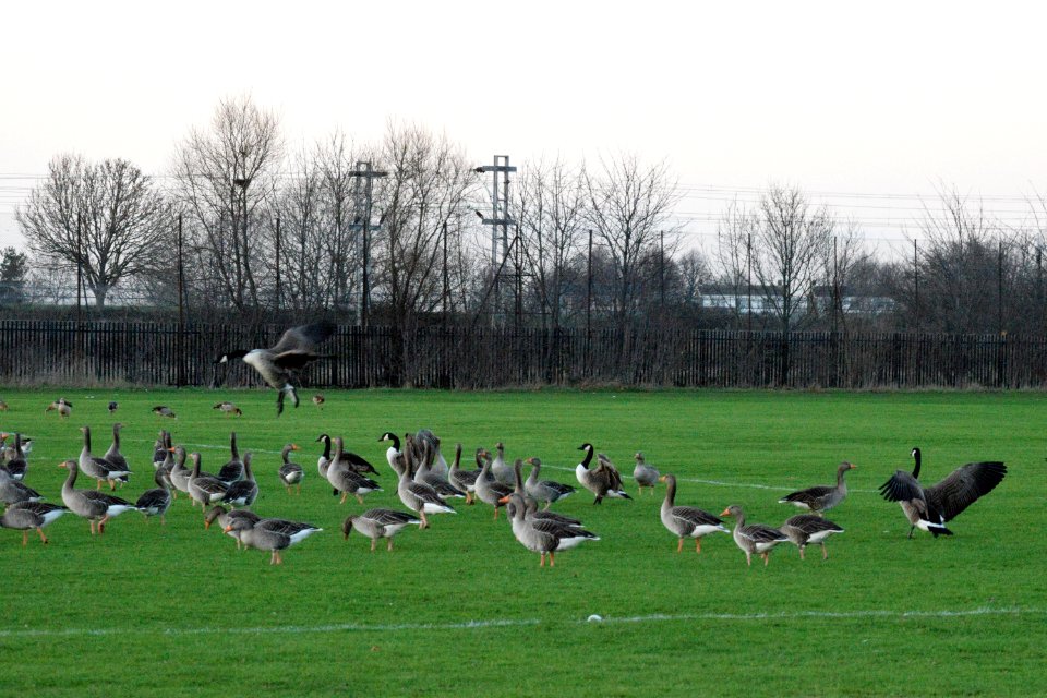 Large Canada Geese landing among the Greylag Geese