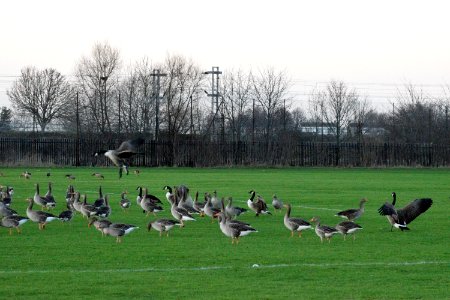 Large Canada Geese landing among the Greylag Geese