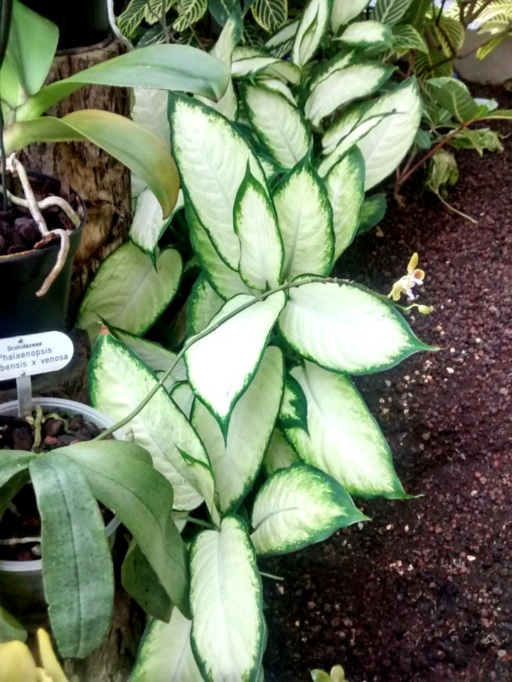 Botanical Garden