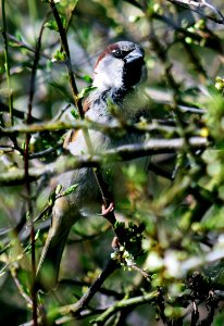 House Sparrow in the bush