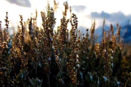 Sagebrush