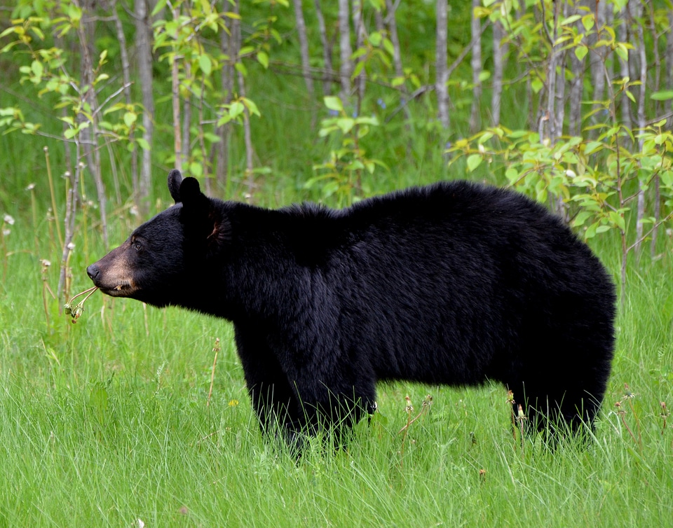 Wild fur black bear