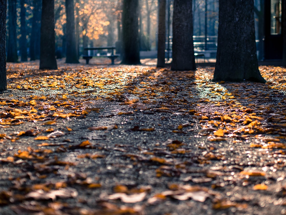 Autumn fallen leaves