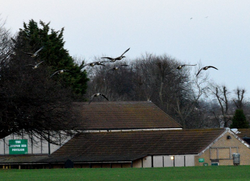 A flock of Giant Canada geese