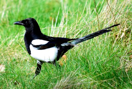 Magpie in spring