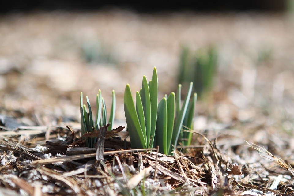 Spring flower plant