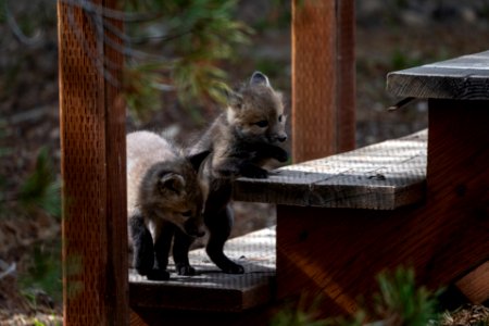 Red Fox Kits