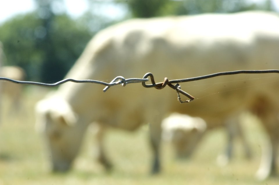 Wire with cattle in background