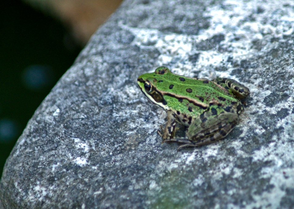 Green Frog in garden pond