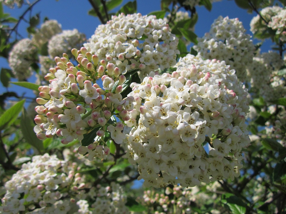 Flora blooming inflorescene