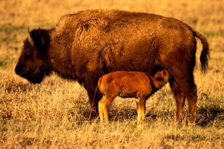 Bison calf nursing