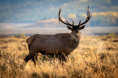 Bull Elk