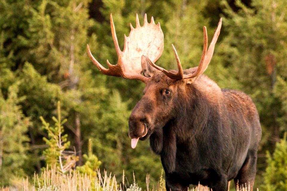 Bull Moose Sticking Tongue Out