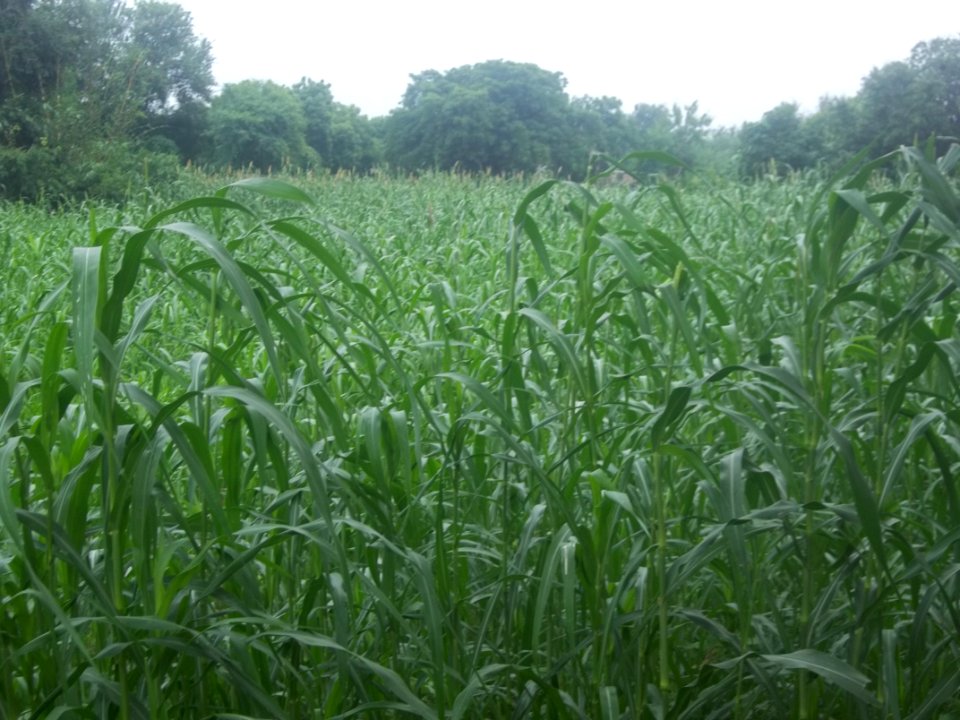 Uttar Pradeesh Village