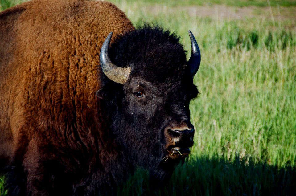 Bison