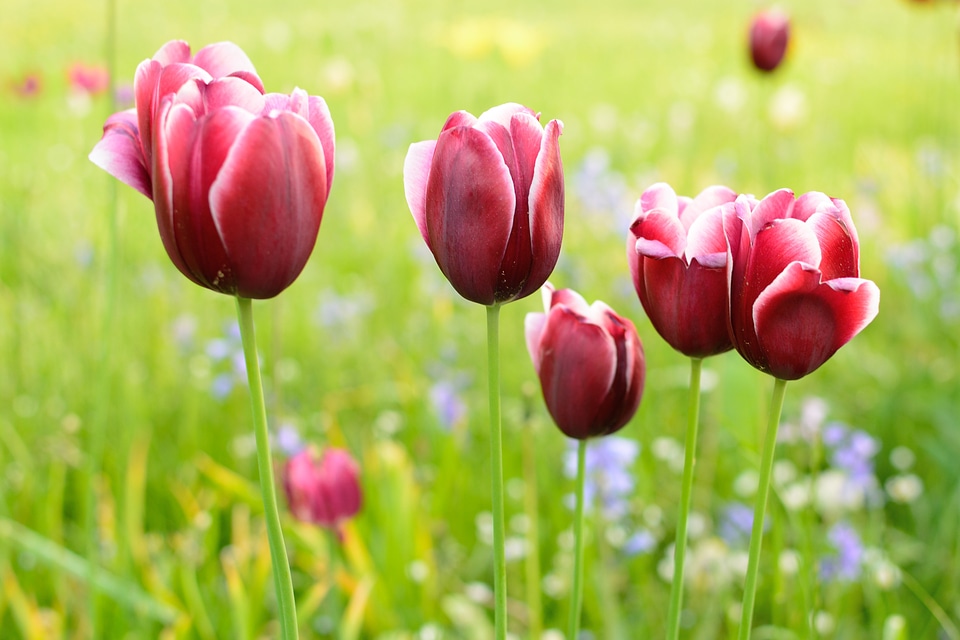 Flower spring plant