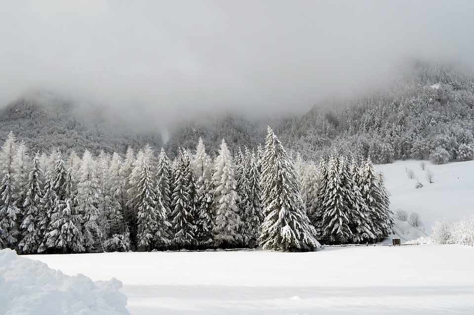 Wonderland forest cold