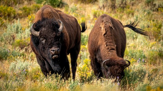 Bison