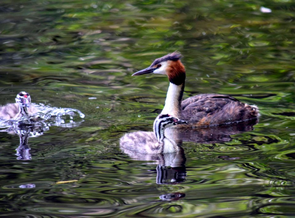 Great crested grebe family