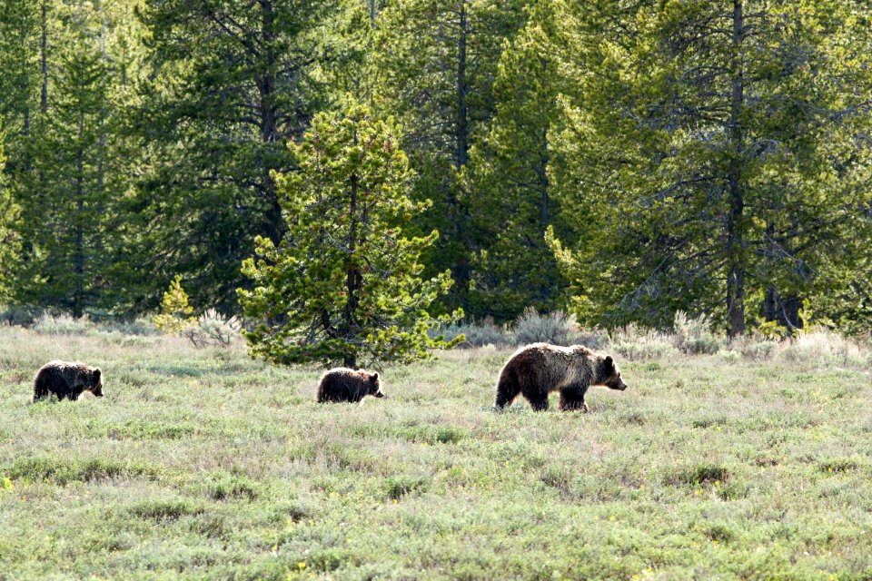Grizzly Sow and Two Cubs