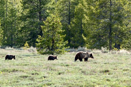 Grizzly Sow and Two Cubs