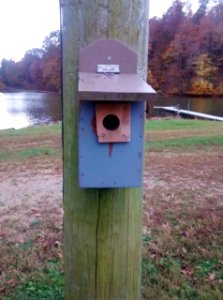 Birdhouse photo