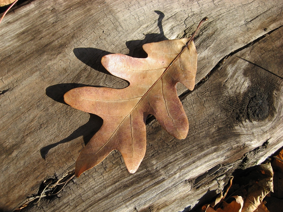 Season brown natural