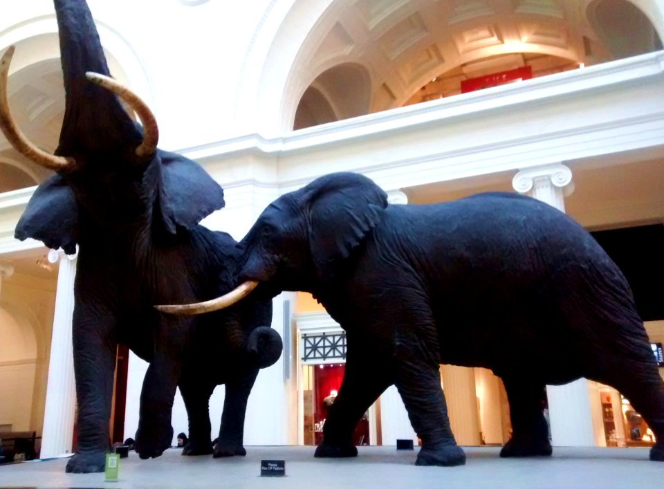 Fighting Elephant Bulls (Field Museum Chicago)