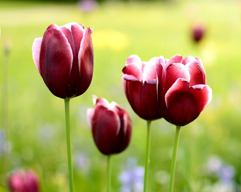Flower spring plant