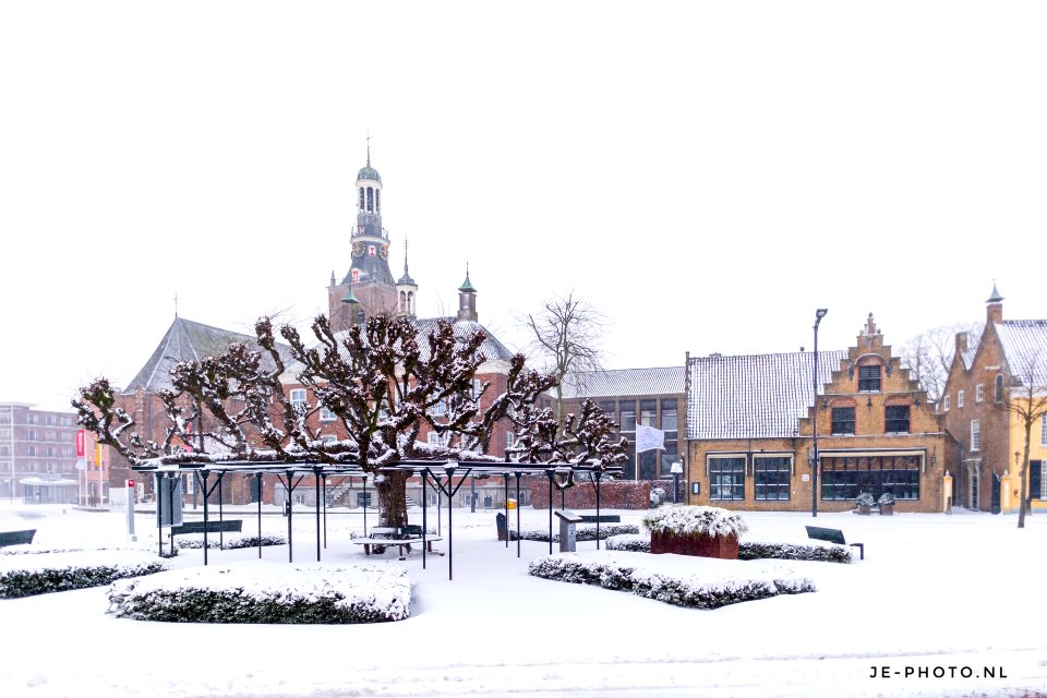 Tree of the year 2020 the Netherlands