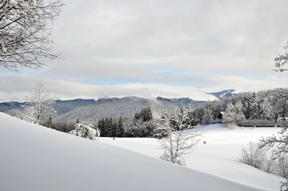 Wonderland forest cold