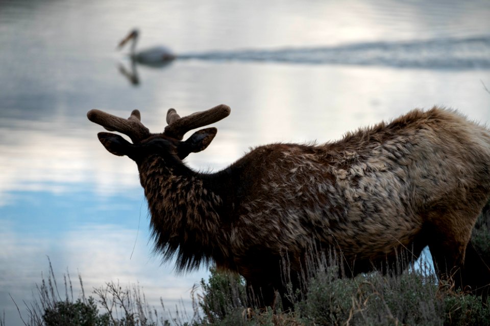 Bull Elk watching a Pelican swim by