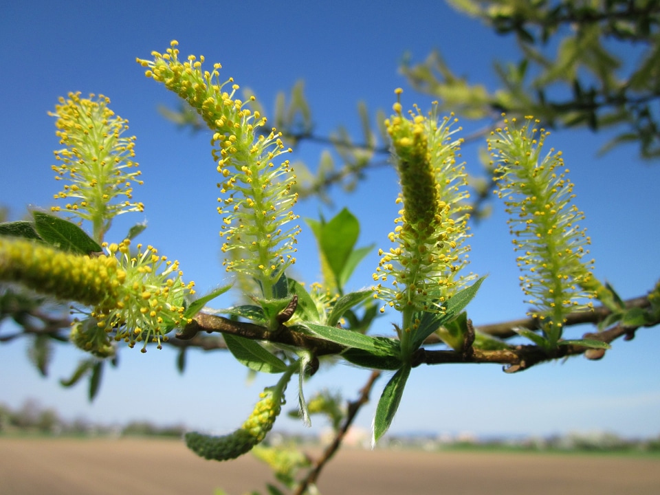 Blooming tree shrub