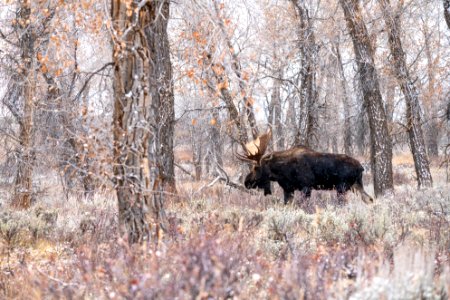 Bull moose