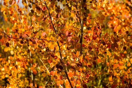 Fall Aspen Leaves photo