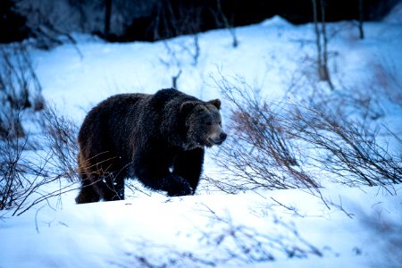 Grizzly Bear