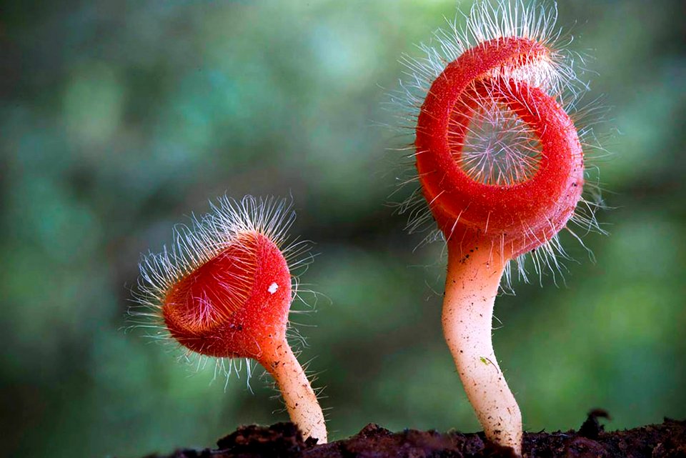 steve-axford-new-fungi-photos-china-7 28801126123 o