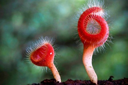 steve-axford-new-fungi-photos-china-7 28801126123 o
