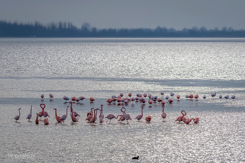 Flamingo’s