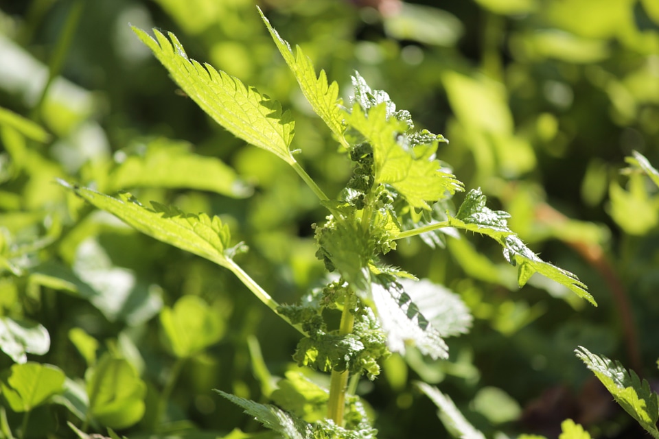 Nettle plant grass