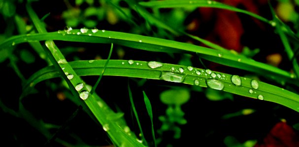 Crying grass