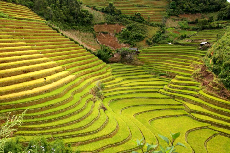 Le Pan Tan, Vietnam