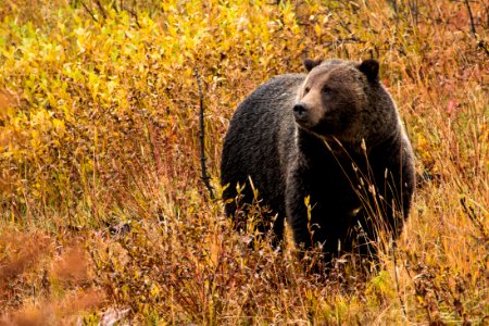 Grizzly Boar
