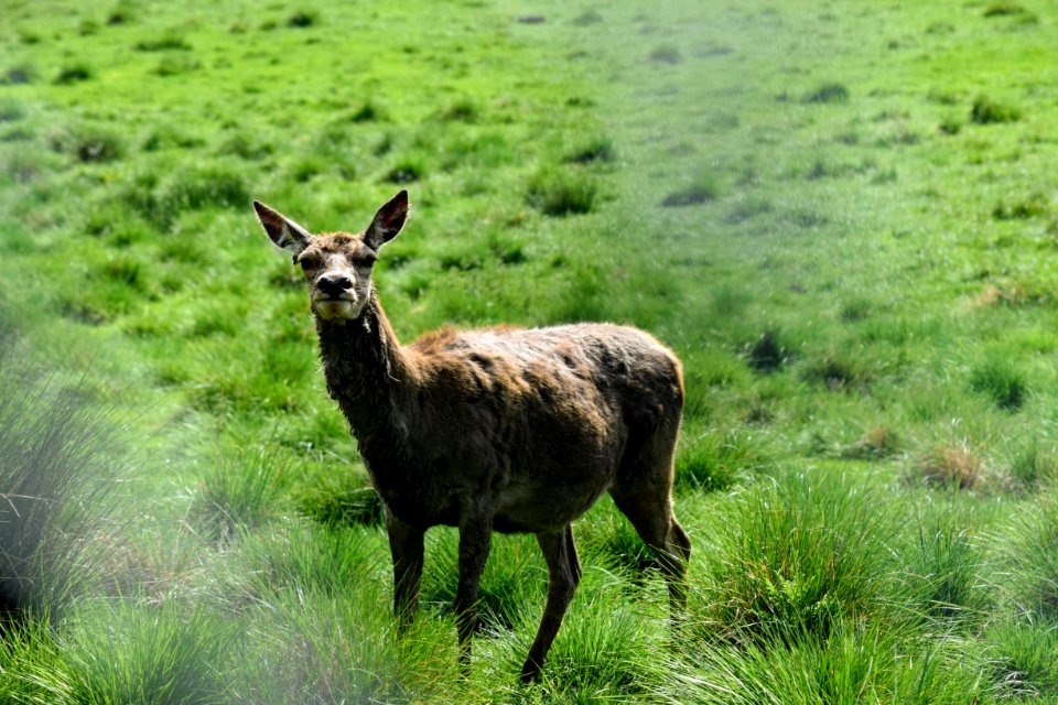 Red deer