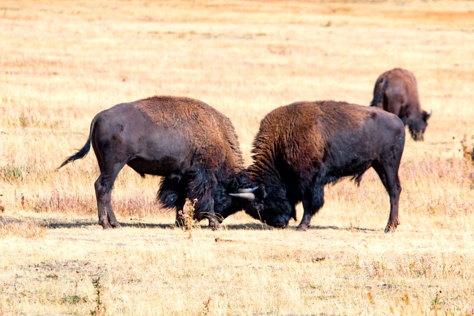 Bison sparring near Elk Ranch Flats