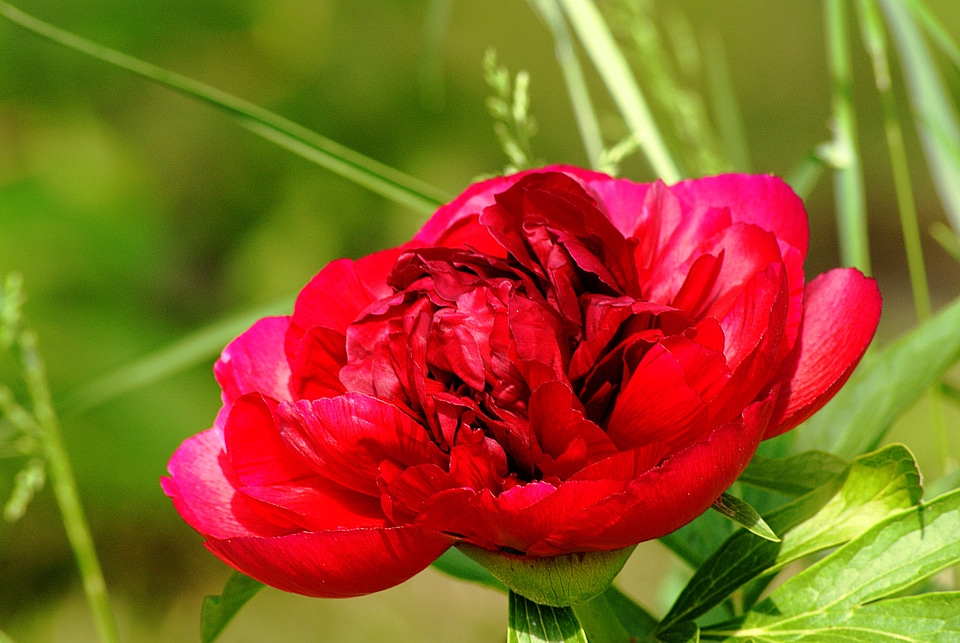 Red flower light hatching