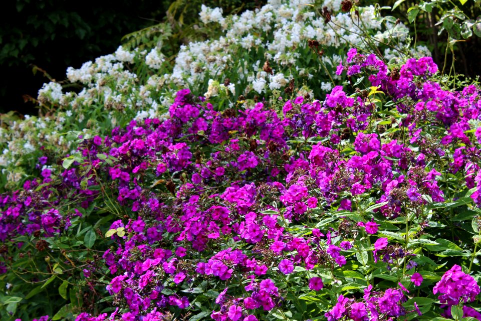 Golden Acre Park - Leeds