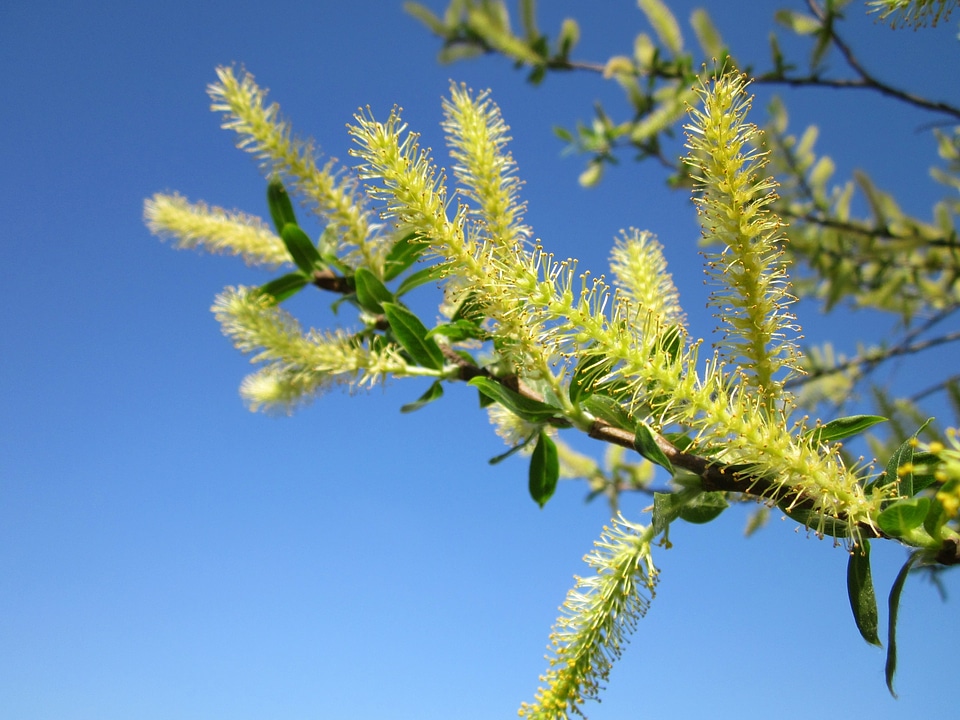 Blooming tree shrub