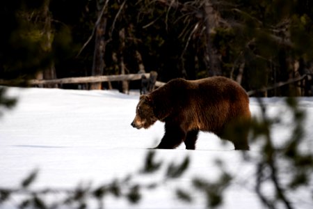 Grizzly Bear