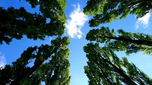 Line of trees